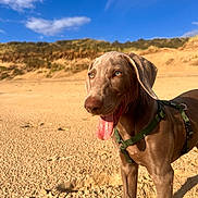 Aïko a rejoint le concours — aidez-le/la à gagner de superbes lots ! dog, beach, sand, blue_sky, clouds, harness, tongue_out, sunny, outdoor, animal, pet, canine, dunes, nature, daytime, happy, portrait, close_up, fur, ears