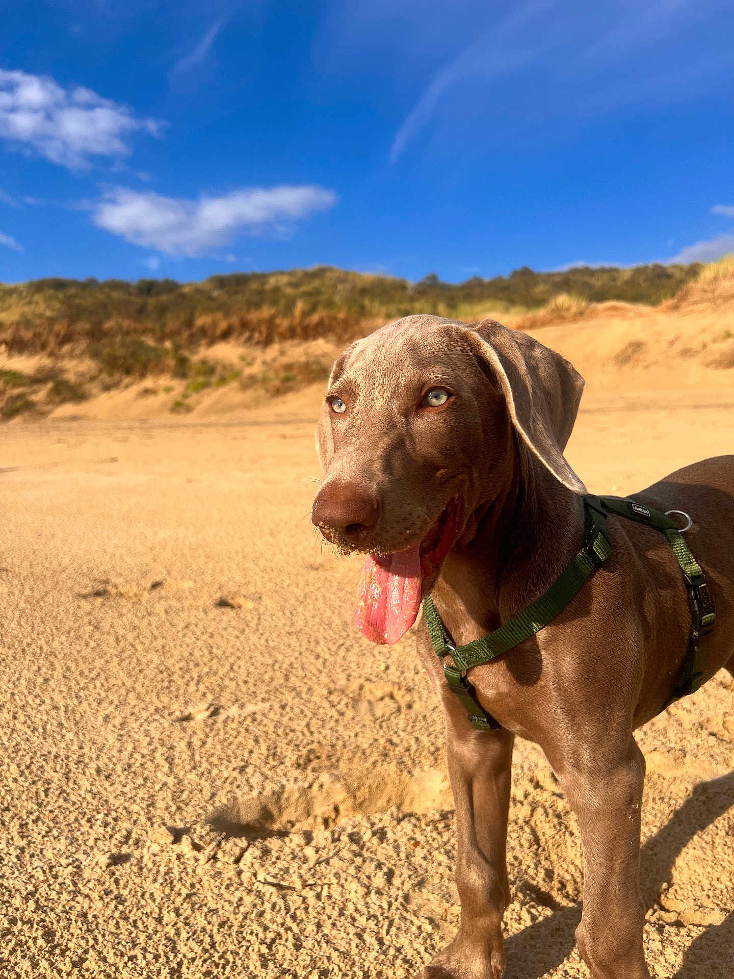 Aïko a rejoint le concours — aidez-le/la à gagner de superbes lots ! dog, beach, sand, blue_sky, clouds, harness, tongue_out, sunny, outdoor, animal, pet, canine, dunes, nature, daytime, happy, portrait, close_up, fur, ears