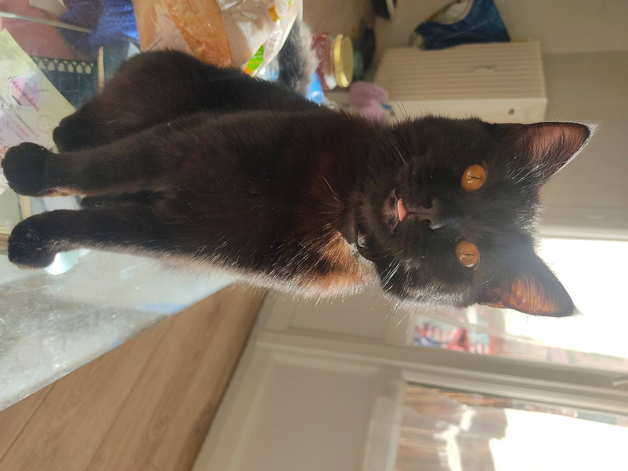 Bulle participe au concours pour gagner de l'argent avec cette photo : black_cat, bombay, carnivore, cat, claw, domestic_short_haired_cat, felidae, flooring, fur, hardwood, small_to_medium_sized_cats, snout, tail, whiskers, window, wood