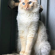 Kissy is registered to the contest to win money with this photo: cat, blue_eyes, fluffy, indoor, pet, cream_colored, sitting, feline, whiskers, portrait, animal, soft_light, looking_away, cozy, furry, domestic_cat, cute, mammal, furry_paws, relaxed