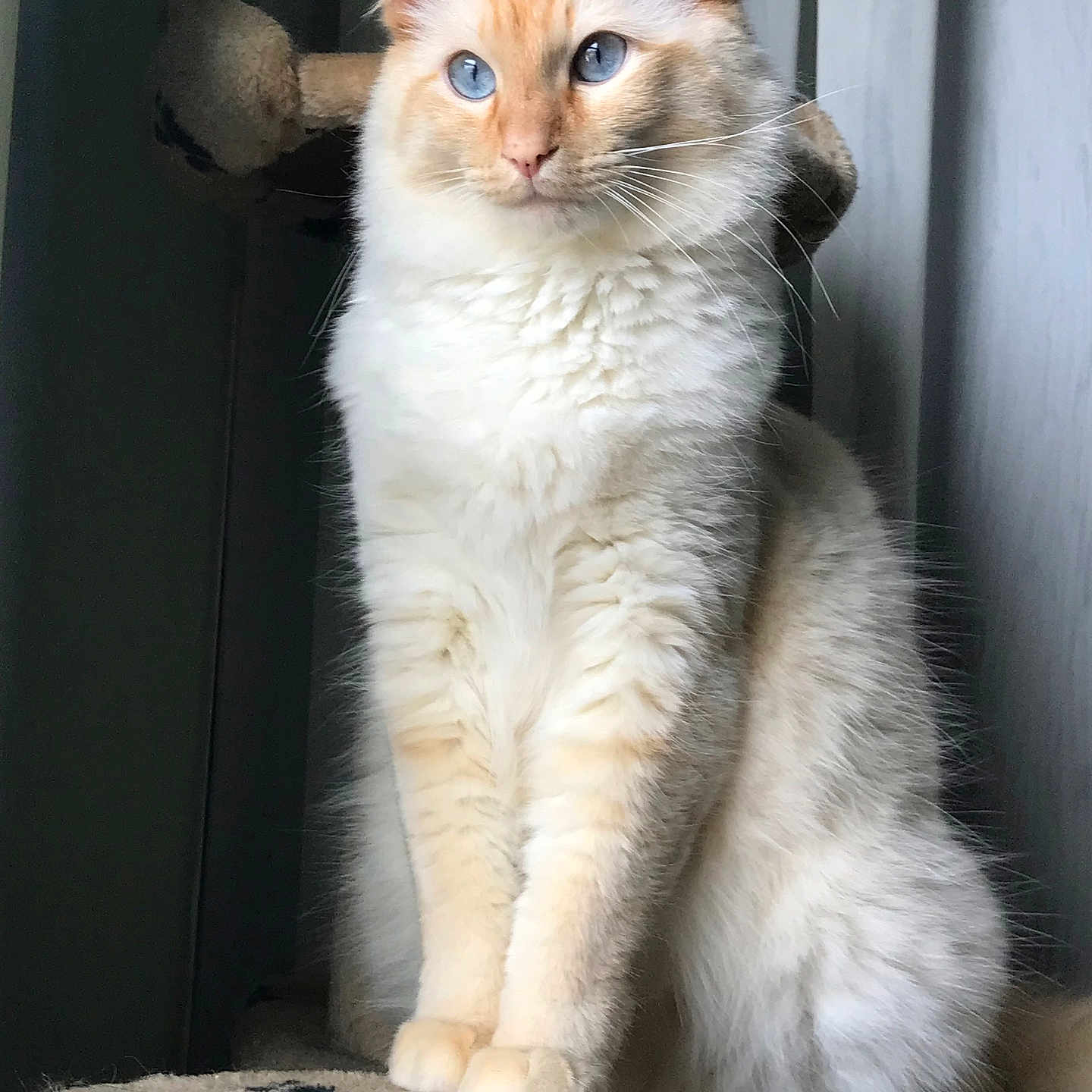 Kissy is registered to the contest to win money with this photo: cat, blue_eyes, fluffy, indoor, pet, cream_colored, sitting, feline, whiskers, portrait, animal, soft_light, looking_away, cozy, furry, domestic_cat, cute, mammal, furry_paws, relaxed