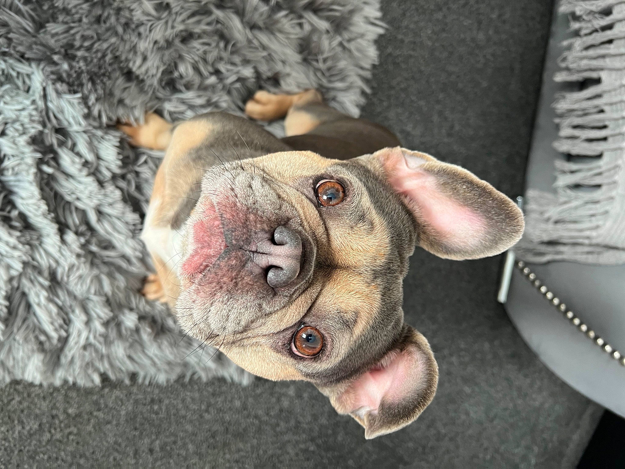 Paris joined the competition — help win amazing prizes! ancient_dog_breeds, bulldog, carnivore, companion_dog, dog, dog_breed, ear, fawn, felidae, flesh, fur, snout, terrestrial_animal, toy, toy_dog, trunk, whiskers, wood, working_animal, wrinkle