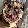 animal, blanket, brown_fur, close_up, companion, cozy, cute, dog, domestic_animal, ears, expression, face, furry, happy, indoors, lying_down, pet, smiling, tongue_out, white_chest