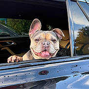 Paris joined the competition — help win amazing prizes! animal, black_car, canine, car, closeup, daylight, dog, ears_up, french_bulldog, friendly, happy, mammal, nature, outdoor, paw, pet, reflection, smiling, tongue_out, window