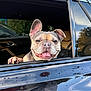 animal, black_car, canine, car, closeup, daylight, dog, ears_up, french_bulldog, friendly, happy, mammal, nature, outdoor, paw, pet, reflection, smiling, tongue_out, window