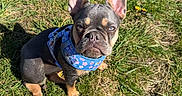 Coco is registered to the contest to win money with this photo: dog, french_bulldog, puppy, grass, outdoor, sunlight, dandelion, blue_harness, pet, animal, cute, sitting, ears_up, nature, summer, young_dog, small_dog, portrait, mammal, daytime
