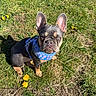 animal, blue_harness, cute, dandelion, daytime, dog, ears_up, french_bulldog, grass, mammal, nature, outdoor, pet, portrait, puppy, sitting, small_dog, summer, sunlight, young_dog