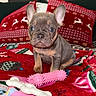 Coco is registered to the contest to win money with this photo: puppy, dog, french_bulldog, pet, toys, blanket, red, holiday, christmas, cute, indoor, animal, small, fur, ears, sitting, closeup, face, nose, playful