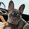 Coco joined the competition — help win amazing prizes! dog, french_bulldog, puppy, pet, animal, car_interior, window, rain, blanket, ears, face, paw, cute, young, resting, indoor, closeup, portrait, furry, companion