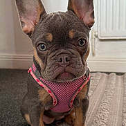 Coco is registered to the contest to win money with this photo: dog, puppy, french_bulldog, pink_harness, carpet, indoor, ears, cute, pet, animal, floor, rug, gray_fur, tan_fur, sitting, small, young, portrait, domestic, companion