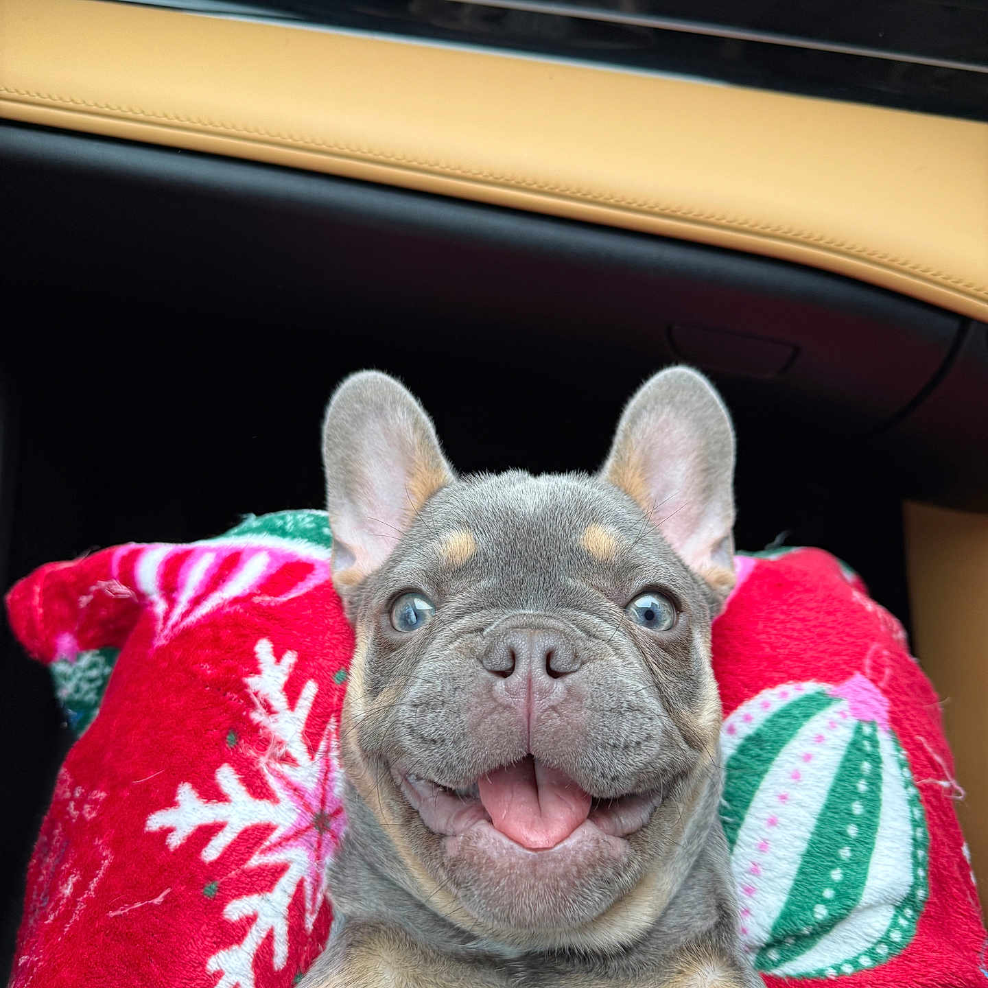 Coco joined the competition — help win amazing prizes! french_bulldog, puppy, dog, smiling, tongue_out, blanket, christmas, holiday, red, snowflake, ornament, car_interior, leather, cute, pet, fur, ears, happy, closeup, portrait