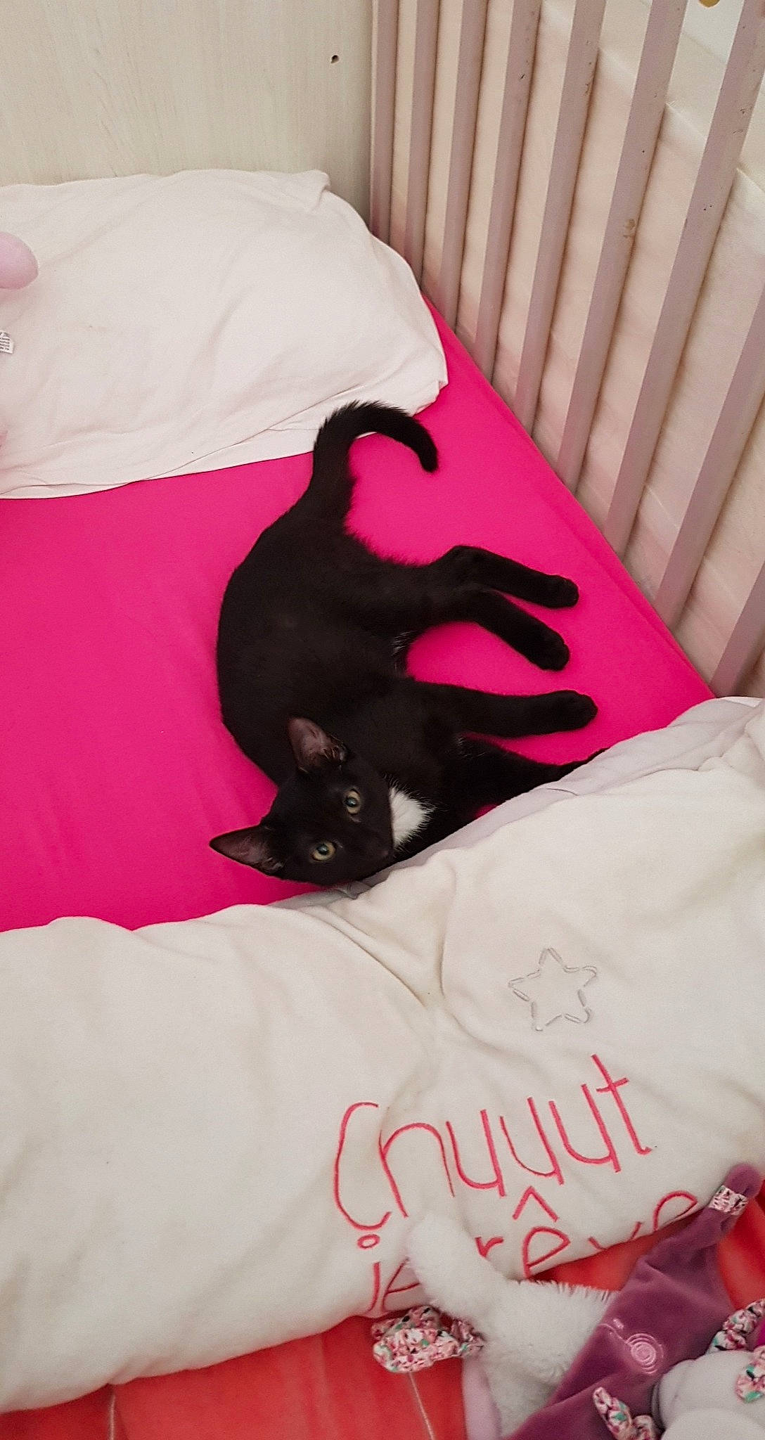 Lilith participe au concours pour gagner de l'argent avec cette photo : bed, bed_sheet, bedding, black, black_cat, canidae, dachshund, dog, dog_breed, furniture, guard_dog, linens, nap, non_sporting_group, pillow, pink, puppy, sporting_group, tail, textile