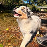 Crapule a rejoint le concours — aidez-le/la à gagner de superbes lots ! adventure, australian_shepherd, bridge, close_up, dog, fluffy, happy, leaves, nature, open_mouth, outdoor, pebbles, portrait, puppy, smiling, stream, sunlight, trees, tricolor, water