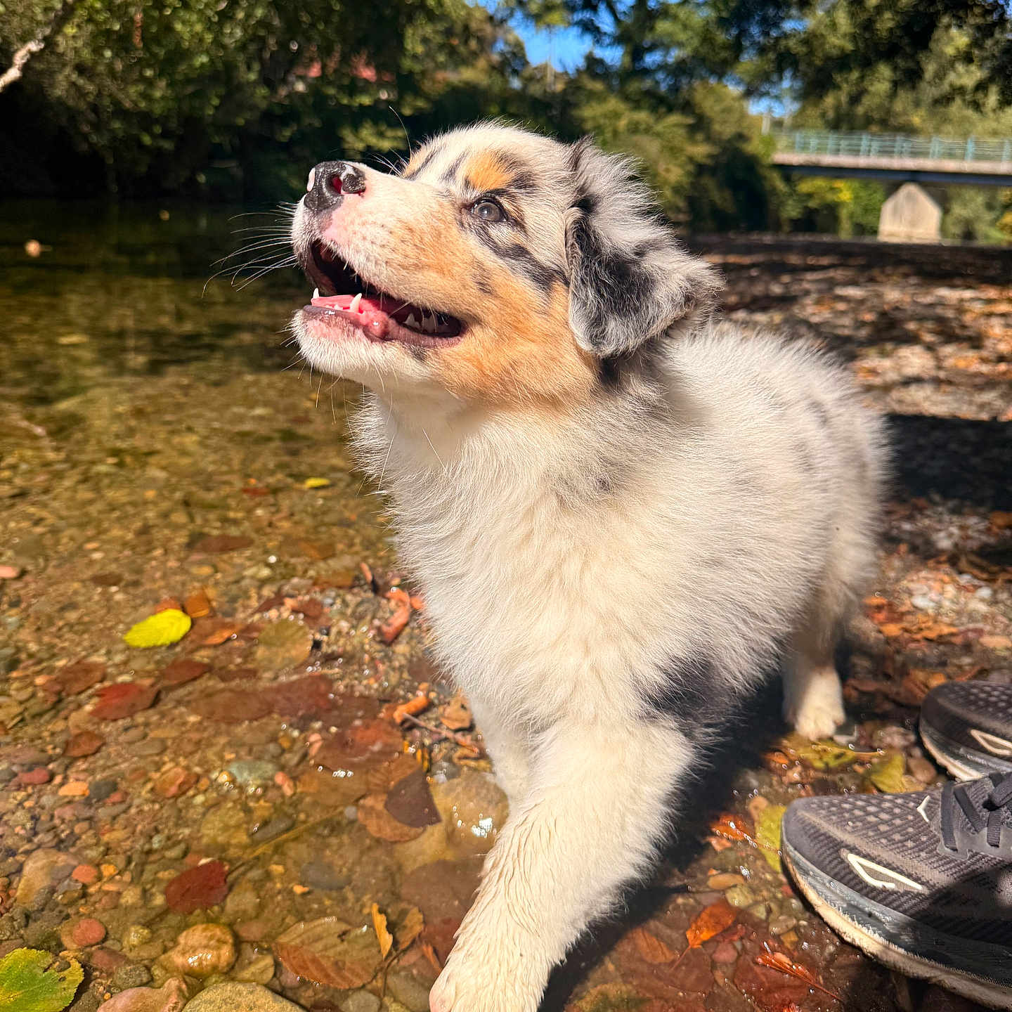 Crapule a rejoint le concours — aidez-le/la à gagner de superbes lots ! adventure, australian_shepherd, bridge, close_up, dog, fluffy, happy, leaves, nature, open_mouth, outdoor, pebbles, portrait, puppy, smiling, stream, sunlight, trees, tricolor, water