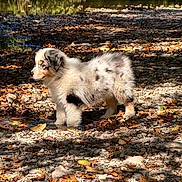 Crapule a rejoint le concours — aidez-le/la à gagner de superbes lots ! puppy, dog, animal, fluffy, fur, outdoors, nature, pond, water, shoreline, pebbles, rocks, fallen_leaves, autumn, trees, forest, sunlight, shadow, standing, cute