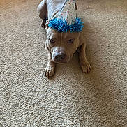 Gucci joined the competition — help win amazing prizes! dog, party_hat, carpet, indoor, brown_dog, pet, animal, celebration, festive, tinsel, headwear, canine, domestic_animal, floor, cute, resting, looking_at_camera, closeup, laying_down, household