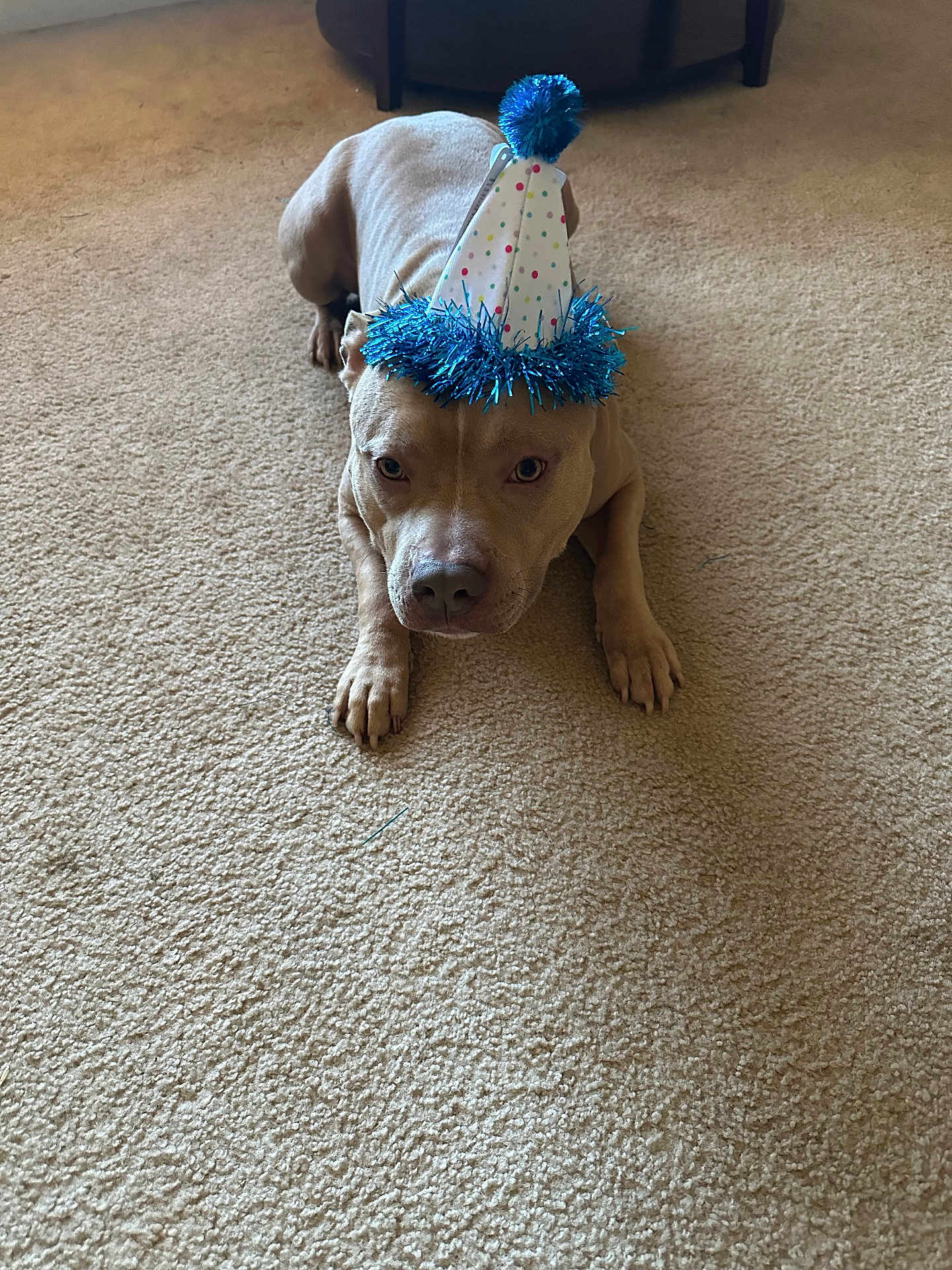 Gucci joined the competition — help win amazing prizes! dog, party_hat, carpet, indoor, brown_dog, pet, animal, celebration, festive, tinsel, headwear, canine, domestic_animal, floor, cute, resting, looking_at_camera, closeup, laying_down, household