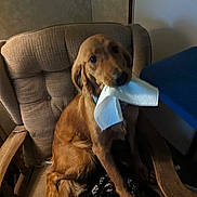 Marlie joined the competition — help win amazing prizes! dog, golden_retriever, puppy, chair, indoor, tissue, pet, animal, furniture, brown, cute, playful, cozy, cushion, wooden_armrest, domestic, companion, canine, young_dog, looking