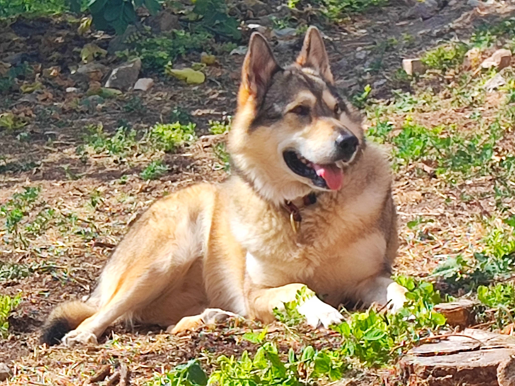 Karma a rejoint le concours — aidez-le/la à gagner de superbes lots ! ancient_dog_breeds, canidae, carnivore, collar, companion_dog, dog, dog_breed, dog_hiking, fang, fawn, foot, grass, non_sporting_group, plant, snout, soil, sporting_group, terrestrial_animal, working_animal, working_dog