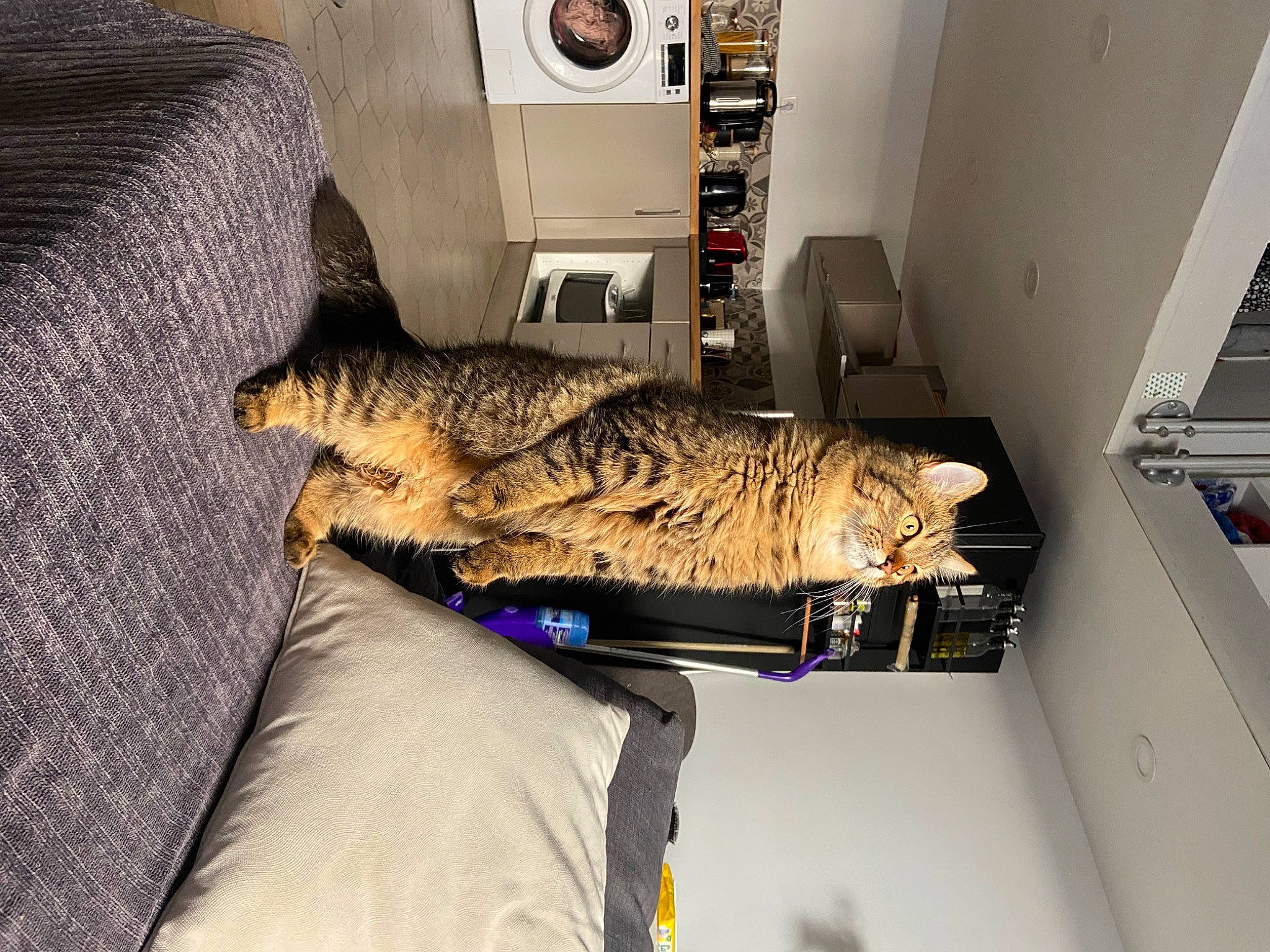 Tahiti a rejoint le concours — aidez-le/la à gagner de superbes lots ! automotive_exterior, automotive_tire, car, carnivore, cat, comfort, domestic_short_haired_cat, felidae, flooring, fur, linens, machine, military_camouflage, room, small_to_medium_sized_cats, tail, vehicle, vehicle_door, whiskers