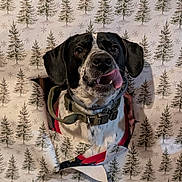 Ollie is registered to the contest to win money with this photo: dog, black_and_white, tongue_out, collar, wrapping_paper, hole, pine_tree_pattern, festive, holiday, curious, pet, indoor, playful, mischievous, closeup, portrait, animal, cute, funny, cheerful