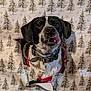 dog, black_and_white, tongue_out, collar, wrapping_paper, hole, pine_tree_pattern, festive, holiday, curious, pet, indoor, playful, mischievous, closeup, portrait, animal, cute, funny, cheerful