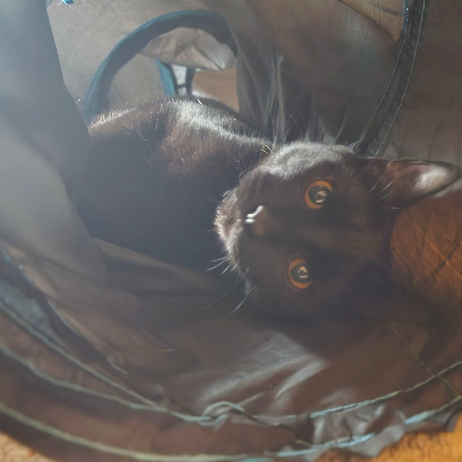 Lynx joined the competition — help win amazing prizes! black_cat, bombay, brown, carnivore, cat, comfort, domestic_short_haired_cat, ear, felidae, fur, grey, small_to_medium_sized_cats, snout, terrestrial_animal, whiskers