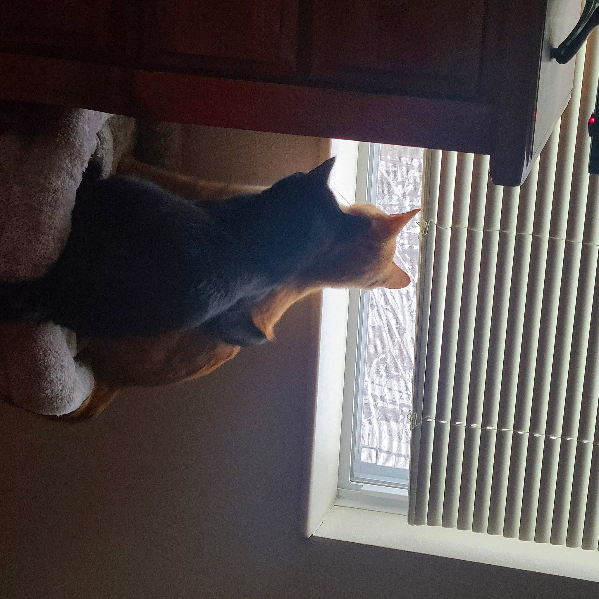 Lynx is registered to the contest to win money with this photo: carnivore, cat, comfort, felidae, gesture, hardwood, mammal, plant, shade, small_to_medium_sized_cats, tail, tints_and_shades, tree, vertebrate, whiskers, window, window_blind, window_covering, window_treatment, wood