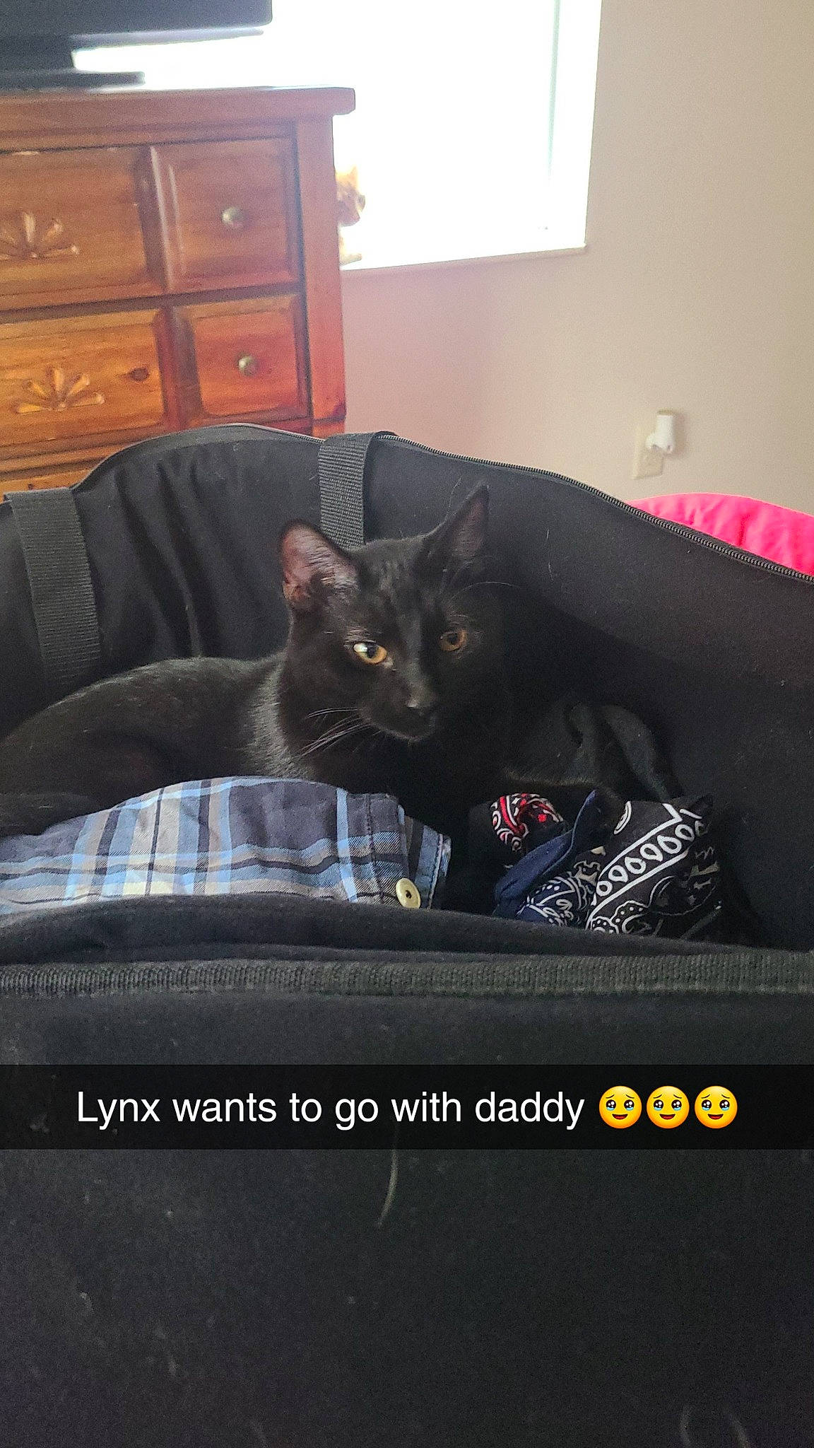 Lynx joined the competition — help win amazing prizes! black, brown, cabinetry, carnivore, cat, chest_of_drawers, comfort, couch, drawer, dresser, felidae, furniture, grey, hardwood, light, living_room, small_to_medium_sized_cats, studio_couch, whiskers, wood