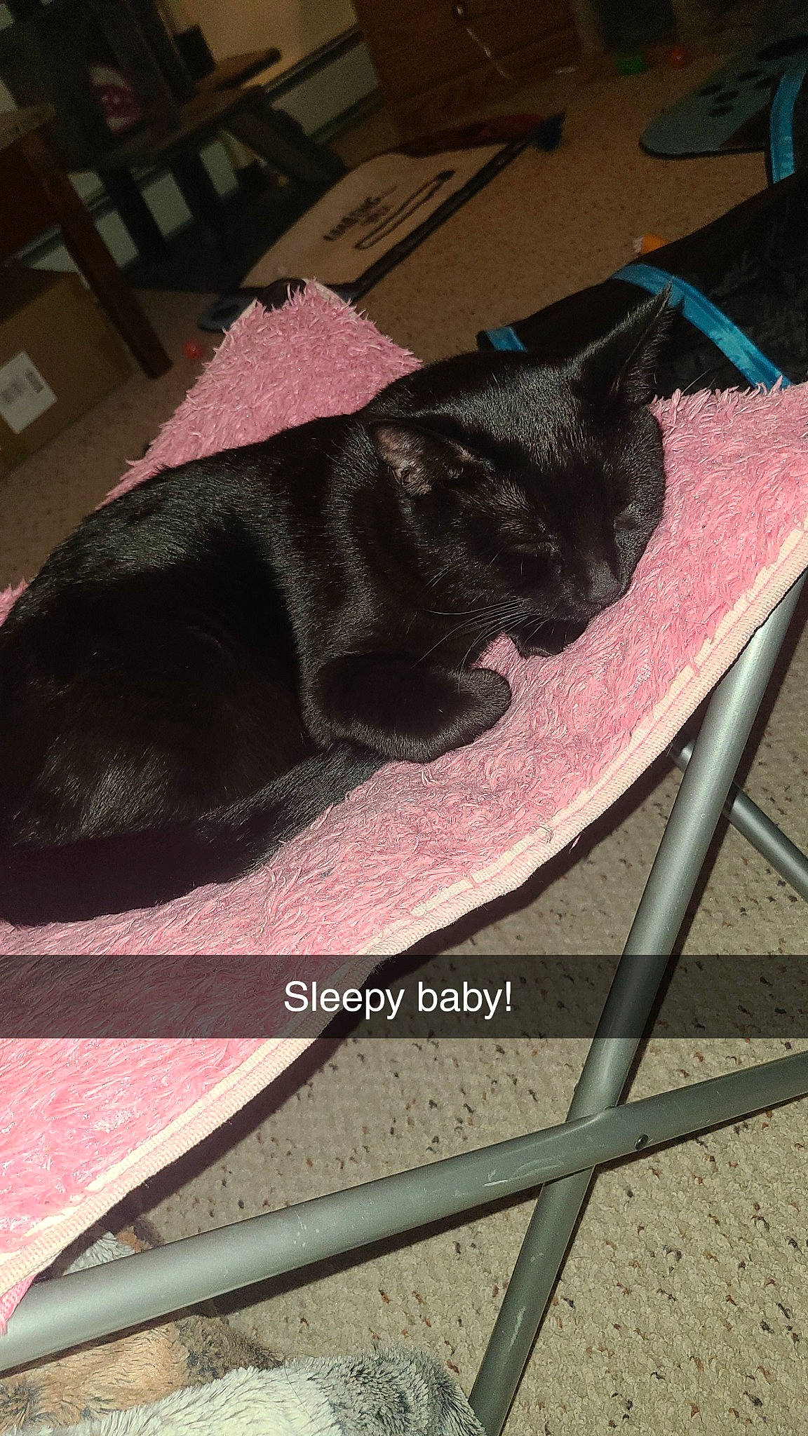 Lynx joined the competition — help win amazing prizes! canidae, carmine, carnivore, collar, comfort, companion_dog, dog, dog_breed, dog_supply, flooring, fur, magenta, pattern, pet_supply, rectangle, shadow, tail, tints_and_shades, wood, working_animal