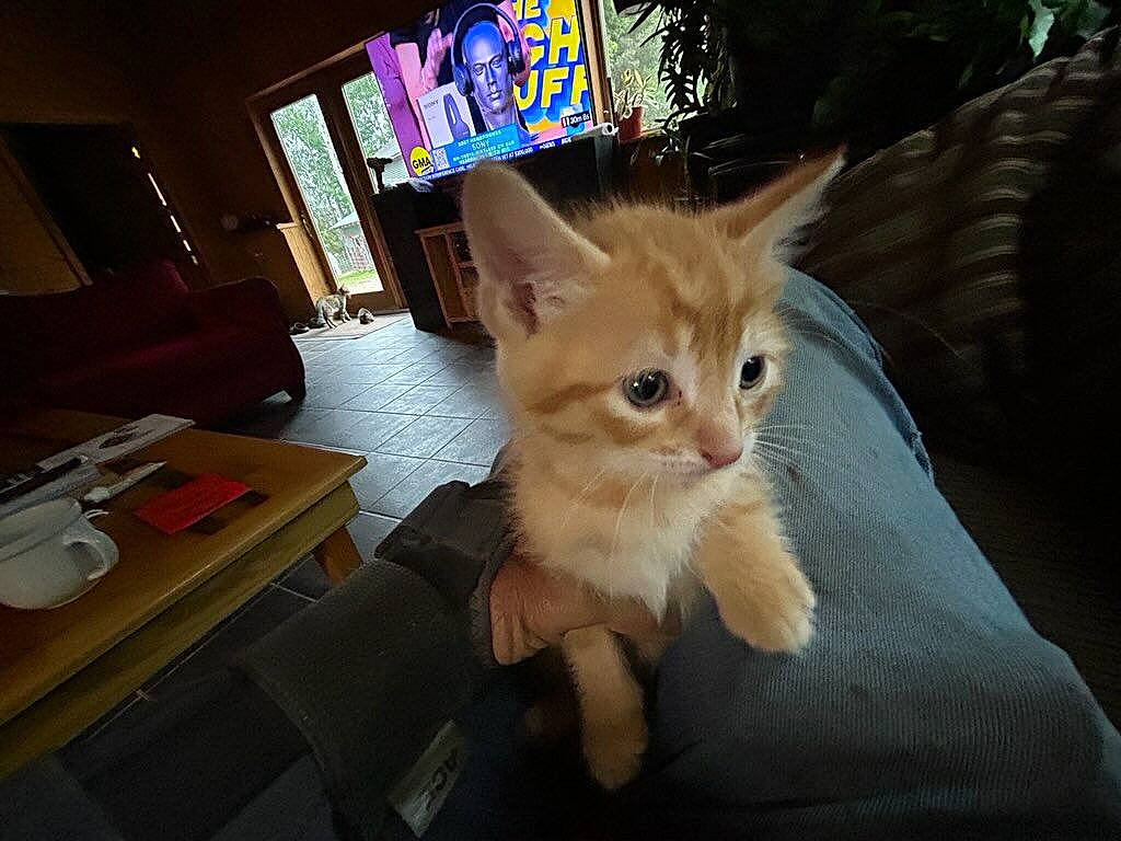 Leo is registered to the contest to win money with this photo: box, carnivore, cat, claw, domestic_short_haired_cat, fawn, felidae, fur, lap, paw, picture_frame, sitting, small_to_medium_sized_cats, table, tableware, tail, vertebrate, whiskers, window, wood