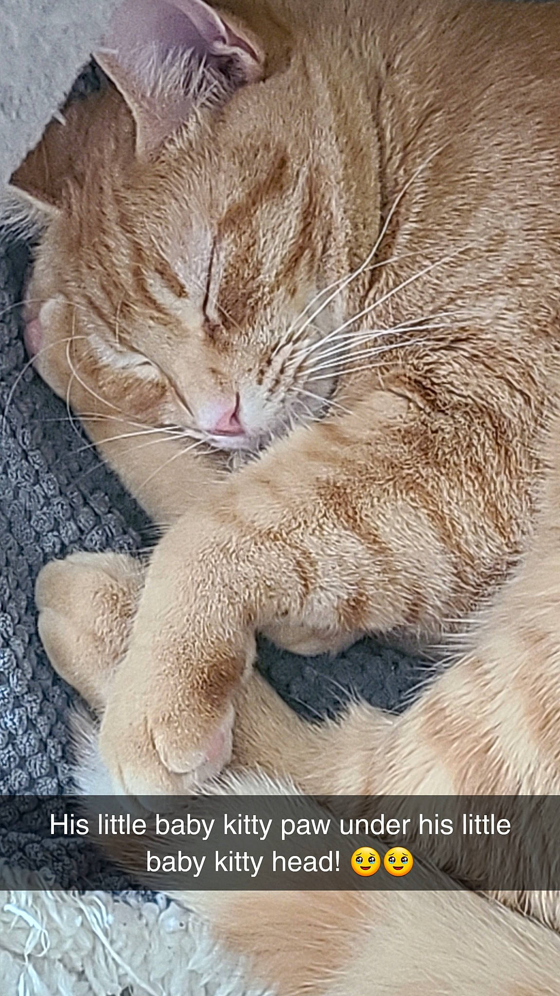 Leo joined the competition — help win amazing prizes! carnivore, cat, claw, comfort, domestic_short_haired_cat, fawn, felidae, font, foot, fur, nap, paw, photo_caption, sleep, small_to_medium_sized_cats, tail, terrestrial_animal, whiskers