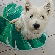 Una participe au concours pour gagner de l'argent avec cette photo : dog, white_dog, pet, fluffy, small_dog, leaf_mat, green_mat, tile_floor, indoor, looking_up, ears_up, cute, animal, companion, fur, domestic_animal, sitting, curious, floor, house