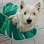 dog, white_dog, pet, fluffy, small_dog, leaf_mat, green_mat, tile_floor, indoor, looking_up, ears_up, cute, animal, companion, fur, domestic_animal, sitting, curious, floor, house