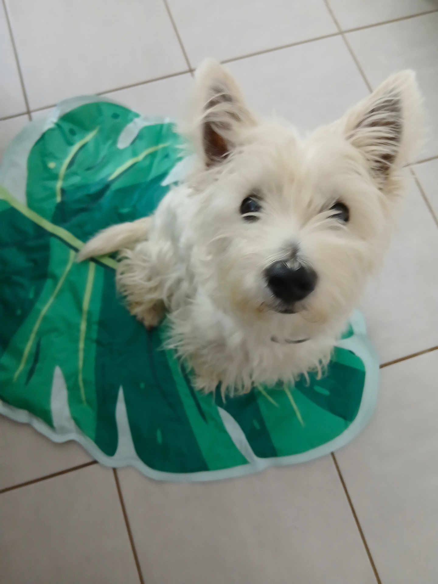 Una participe au concours pour gagner de l'argent avec cette photo : dog, white_dog, pet, fluffy, small_dog, leaf_mat, green_mat, tile_floor, indoor, looking_up, ears_up, cute, animal, companion, fur, domestic_animal, sitting, curious, floor, house