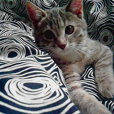 Manou