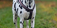 Malia participe au concours pour gagner de l'argent avec cette photo : dalmatian, dog, animal, pet, white, black_spots, grass, outdoor, leash, harness, standing, canine, alert, nature, mammal, portrait, fur, ears, tail, four_legs