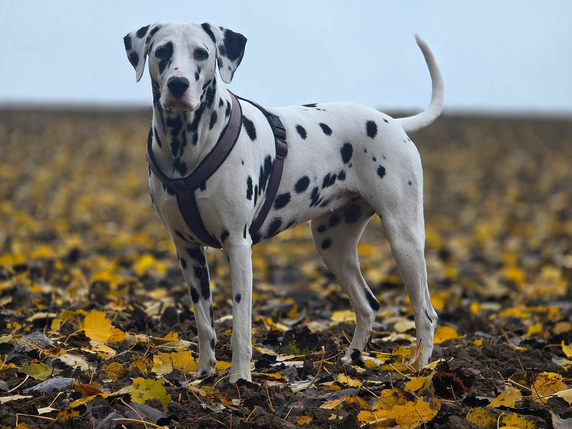 Malia a rejoint le concours — aidez-le/la à gagner de superbes lots ! dalmatian, dog, animal, pet, autumn, fall_leaves, outdoor, nature, canine, spotted, black_and_white, standing, leaves, field, harness, portrait, fur, alert, ground, season
