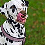 Malia participe au concours pour gagner de l'argent avec cette photo : dalmatian, dog, tongue, licking, muddy, snout, black_and_white, spots, pet, animal, outdoor, grass, shallow_depth_of_field, closeup, canine, collar, playful, portrait, mammal, cute
