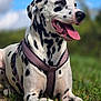 Malia participe au concours pour gagner de l'argent avec cette photo : dalmatian, dog, animal, pet, canine, outdoor, grass, tongue_out, harness, white, black_spots, lying_down, nature, sunny, daylight, happy, closeup, mammal, friendly, portrait