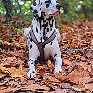Malia a rejoint le concours — aidez-le/la à gagner de superbes lots ! dalmatian, dog, animal, pet, leaves, autumn, outdoor, forest, nature, fall, brown, white, black, fur, canine, sitting, harness, leaf_litter, seasonal, park