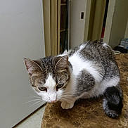 Sophie is registered to the contest to win money with this photo: cat, tabby_cat, white_fur, table, marble_surface, indoor, kitchen, refrigerator, curious, pet, animal, feline, whiskers, ears, tail, floor, doorway, household, domestic, fur