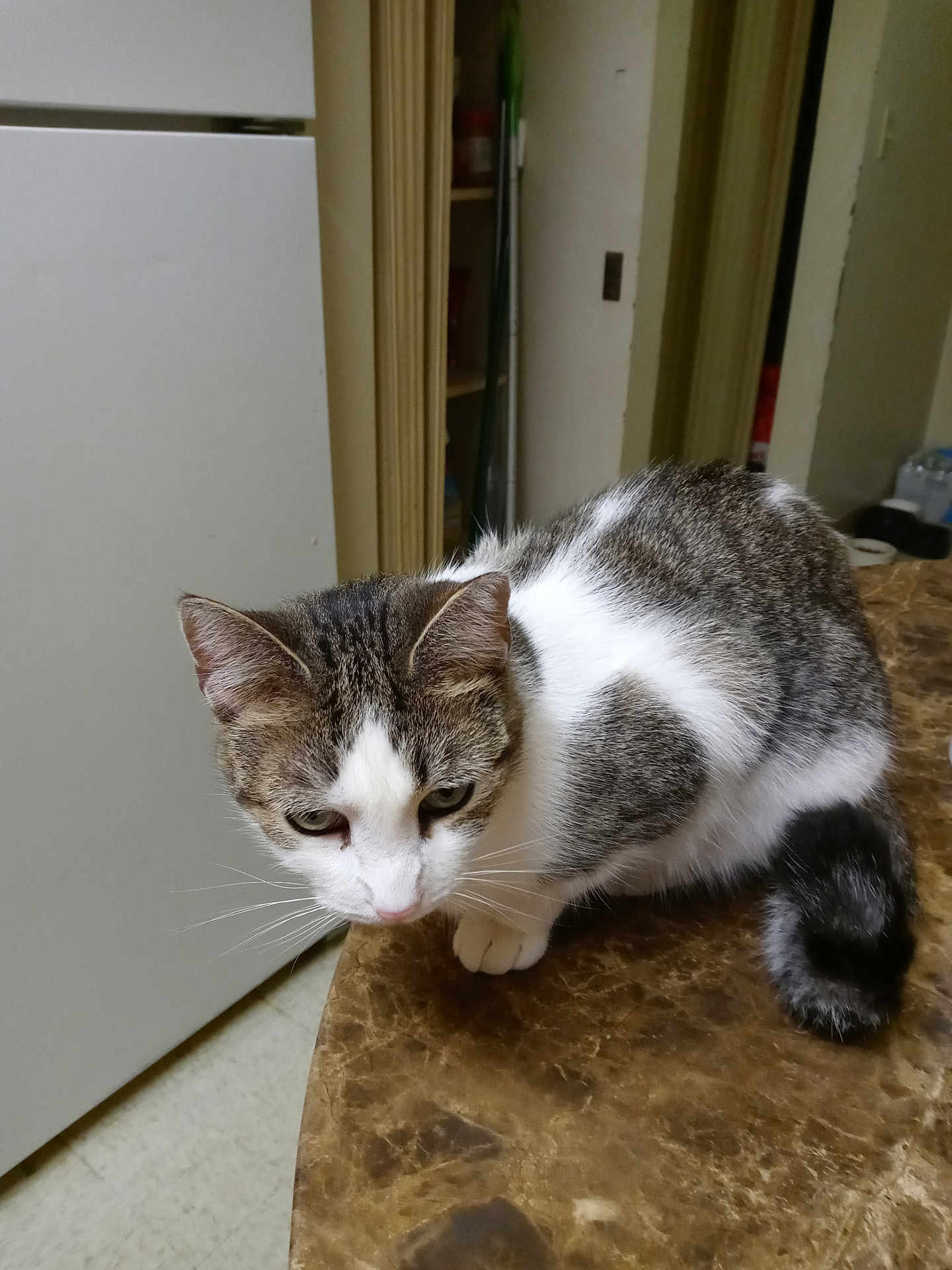 Sophie is registered to the contest to win money with this photo: cat, tabby_cat, white_fur, table, marble_surface, indoor, kitchen, refrigerator, curious, pet, animal, feline, whiskers, ears, tail, floor, doorway, household, domestic, fur