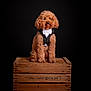 Sam participe au concours pour gagner de l'argent avec cette photo : animal, bow_tie, brown_fur, canine, curly_fur, cute, dark_background, dog, elegant, fancy, formal_wear, isolated, pet, portrait, sitting, studio_lighting, studio_photo, tongue_out, tuxedo, wooden_crate