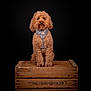 Sam participe au concours pour gagner de l'argent avec cette photo : animal, black_background, brown_fur, crate, curly_fur, cute, dog, fluffy, harness, isolated, leopard_print, pet, poodle, portrait, single_subject, sitting, studio, studio_lighting, well_groomed, wood