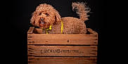 Sam a rejoint le concours — aidez-le/la à gagner de superbes lots ! animal, animal_portrait, black_background, brown_fur, crate, curly_fur, cute, dog, domestic_animal, fluffy, indoor, isolated, looking_sideways, pet, pet_accessory, portrait, studio_photo, tail, wooden_crate, yellow_collar