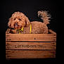 animal, animal_portrait, black_background, brown_fur, crate, curly_fur, cute, dog, domestic_animal, fluffy, indoor, isolated, looking_sideways, pet, pet_accessory, portrait, studio_photo, tail, wooden_crate, yellow_collar