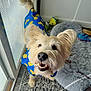 blue_jacket, canine, carpet, cheerful, dog, domestic_animal, floor, fluffy, fur, happy, indoor, looking_up, natural_light, pet, pet_bed, playful, smiling, toys, window, yellow_duck_pattern