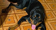 Satan participe au concours pour gagner de l'argent avec cette photo : dog, rottweiler, black_and_tan, pet, animal, lying_down, tongue_out, happy, alert, indoor, tile_floor, patterned_floor, home, gallery_screenshot, smartphone, portrait_orientation, photograph, black_coat, tan_markings, playful