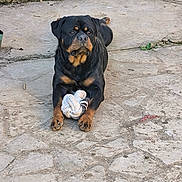 Satan a rejoint le concours — aidez-le/la à gagner de superbes lots ! dog, rottweiler, black_and_tan, pet, sitting, toy, stuffed_animal, paws, outdoor, courtyard, stone_ground, concrete, building, wall, portrait, front_facing, alert, calm, large_breed, animal